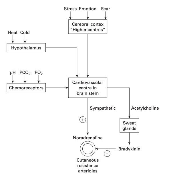 reflex_mechanisms