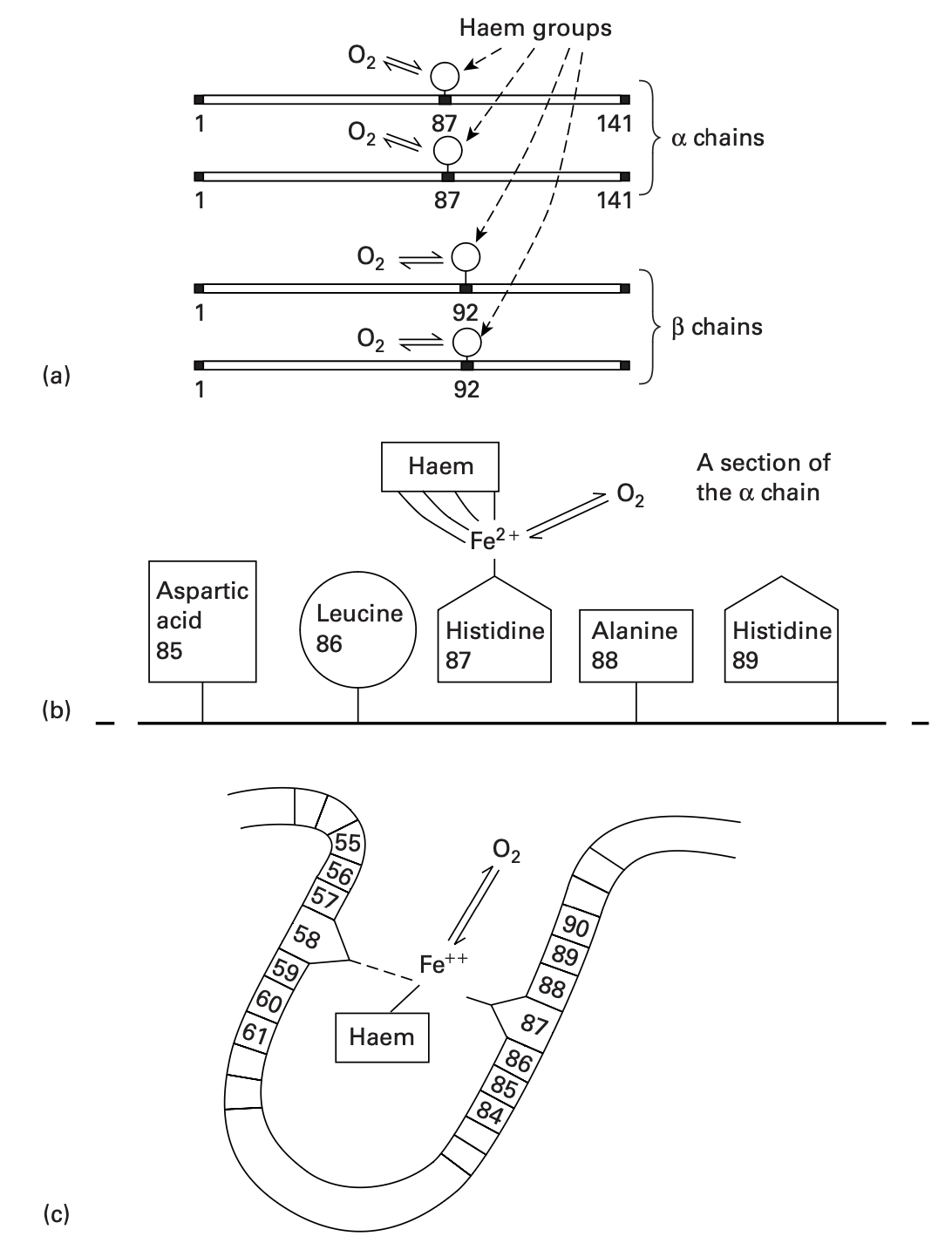 haemoglobin